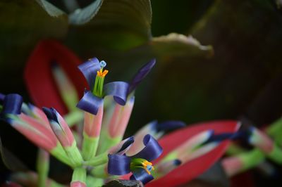 Close-up of multi colored object