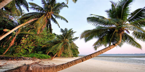 Palm trees on beach against sky