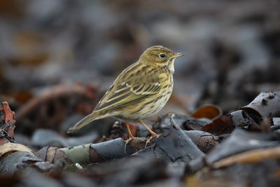 Close-up of a bird perching on a field