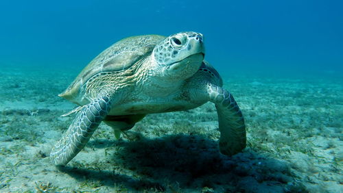 Big green turtle on the reefs of the red sea. green turtles are the largest of all sea turtles.