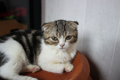 Portrait of kitten relaxing at home