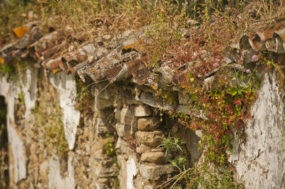 Close-up of ivy growing on wall