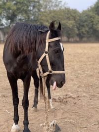 Horse standing on field