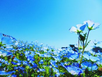 Close-up of purple flowering plants against blue sky