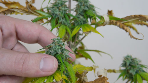 Close-up of hand holding plants against white background