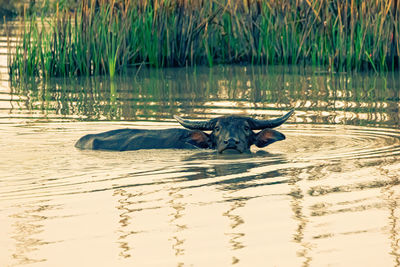 View of duck in lake