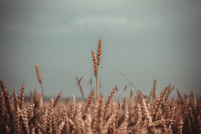 Close-up of stalks in field against sky