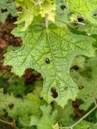 Close-up of green leaves on plant