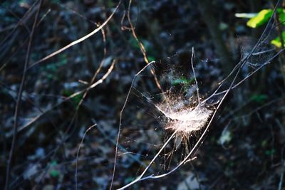 Close-up of plant in the forest