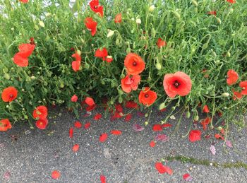 Close-up of red poppy flowers on field