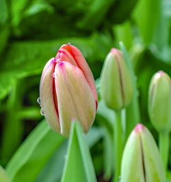 Close-up of pink tulip