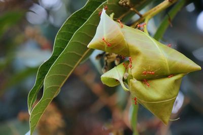 Soft focus of red ants nest with green leaves on the mango tree. animal and wildlife concept.