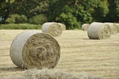 Hay bales on field