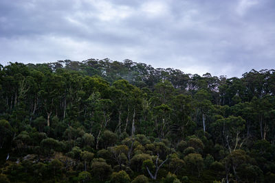 Scenic view of forest against sky