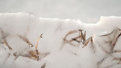 Close-up of snow covered land