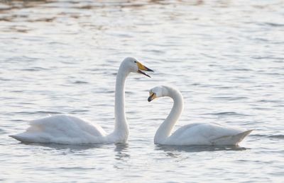 Swans swimming in lake