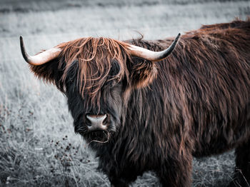 Close up of a highland cattle on field 