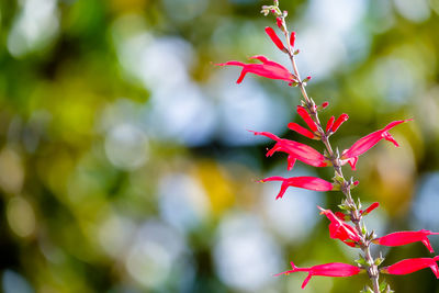 Close-up of red flowering plant during autumn