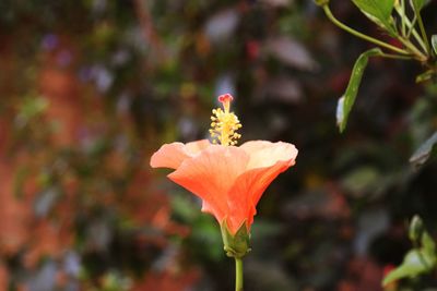 Close-up of red flower