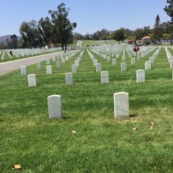 Trees growing on grassy field