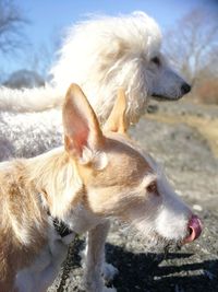 Close-up of a dog looking away