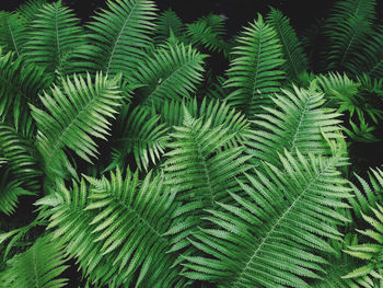 Close-up of palm tree leaves