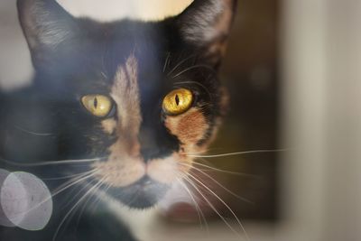 Close-up portrait of cat