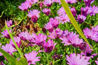 Close-up of pink flowering plants