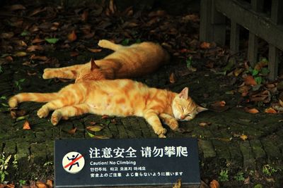 High angle view of ginger cats sleeping by signboard on footpath