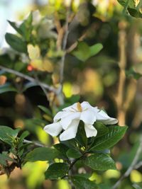 Close-up of white flowering plant