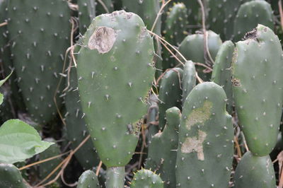 Close-up of succulent plant