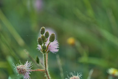 The closeup to top view young sensitive plant flower, mimosa pudica with small bee