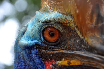 Close-up of cassowary bird