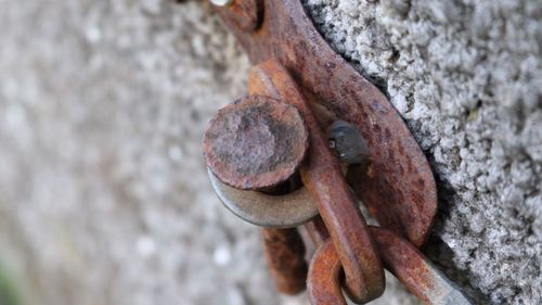 Close-up of rusty metallic object