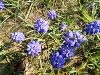 Close-up of purple flowers blooming in field