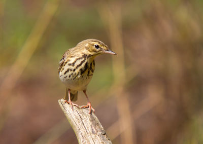 Songbird in a branch in spring