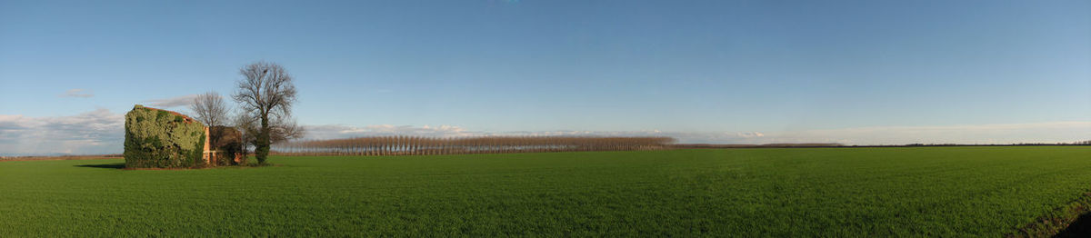 Scenic view of grassy field against sky