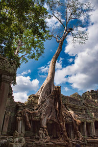 Tetrameles nudiflora is the famous spung tree growing in the preah khan temple ruins in cambodia