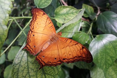 Close-up of butterfly on leaf