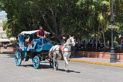  blue horse drawn carriages on a city street in front of the plaza grande square in merida, mexico