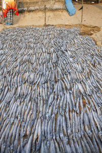 High angle view of fish on shore