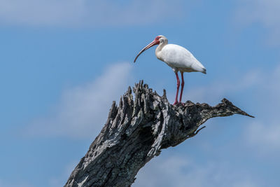 Bird perching on a tree