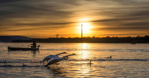 Scenic view of birds on water during sunset