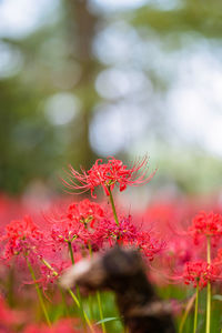 Close-up of red flowering plant