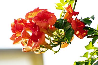 Low angle view of flowering plant against white background