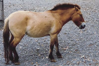 Side view of horse standing on field