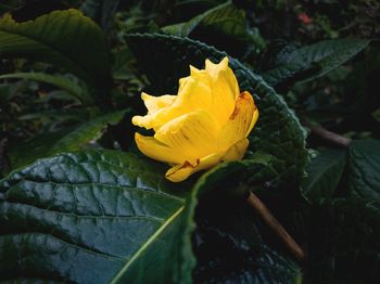 Close-up of yellow rose flower