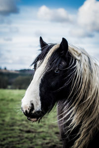 Close-up of horse on field