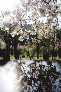 Close-up of cherry blossom tree against sky
