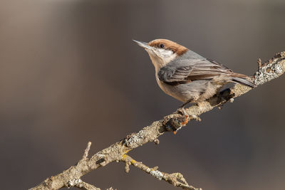 Close-up of bird perching on branch against blurred background